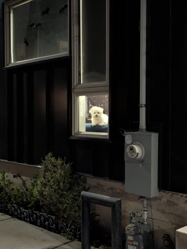 Small white fluffy dog sitting in a lit ground-floor window of a dark-paneled house at night, above a sidewalk planter and a utility meter